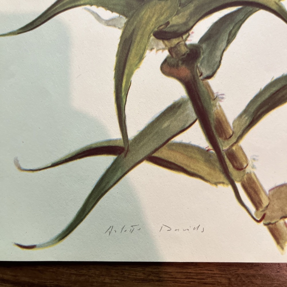Vintage 1940s Arlette Davids Spring Flowers Aloe Ciliaris Botanical Print #28 - Picture 2 of 3